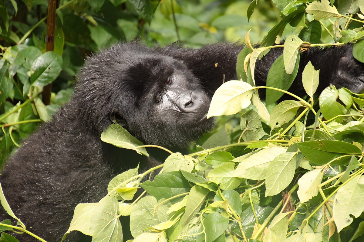 Gorilla im dichten Blattwerk