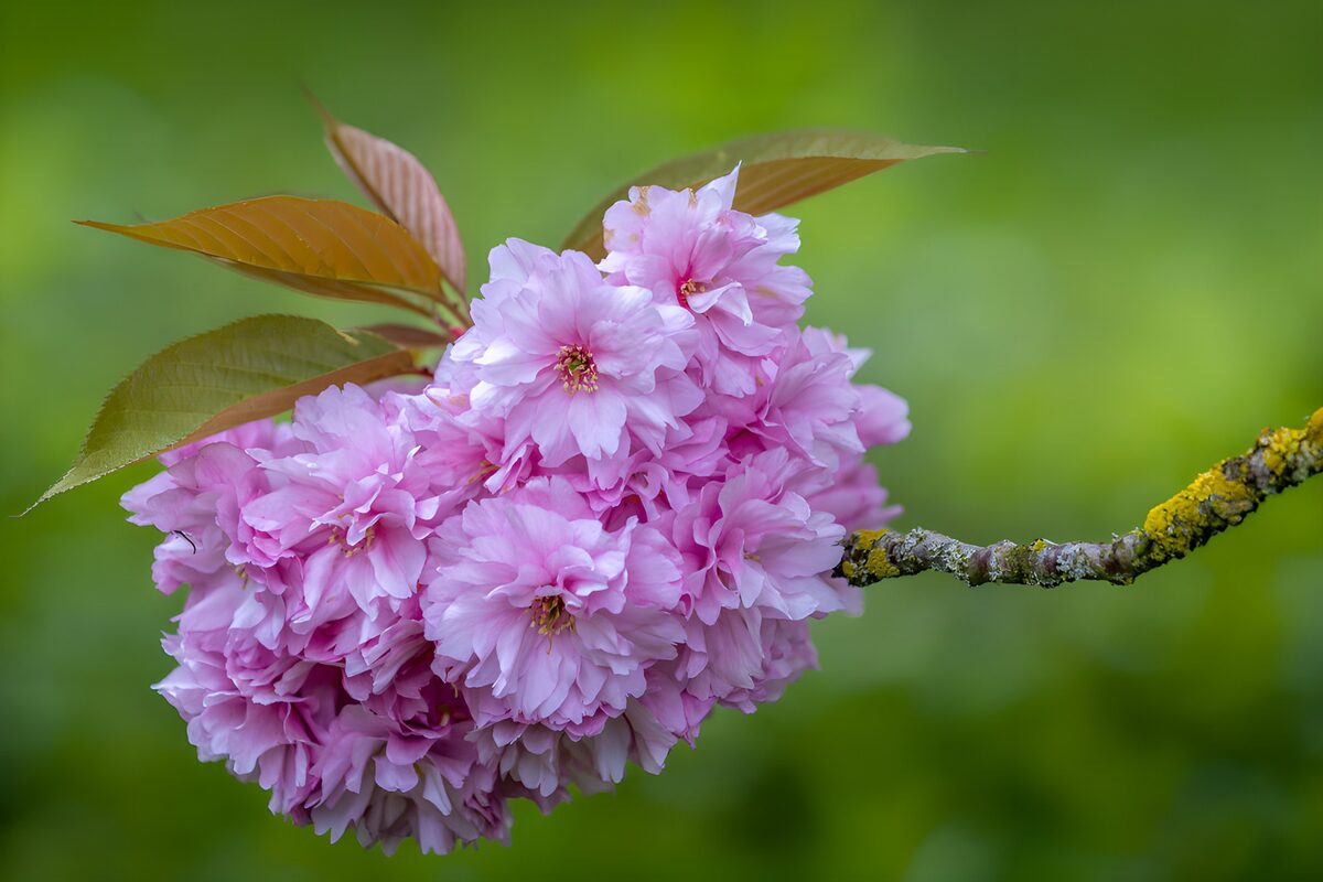 Rosa Kirschblüten im weichen Licht