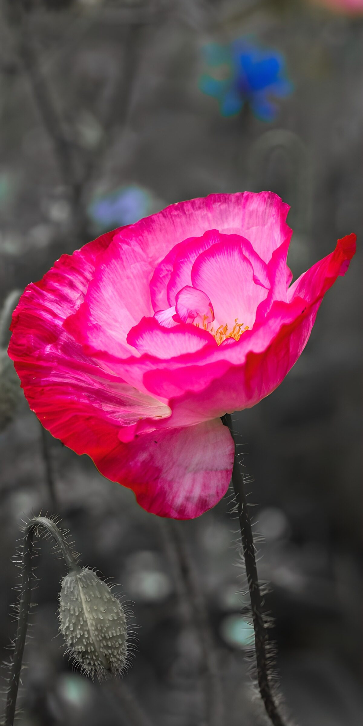 Pinke Mohnblüte mit hängender Knospe