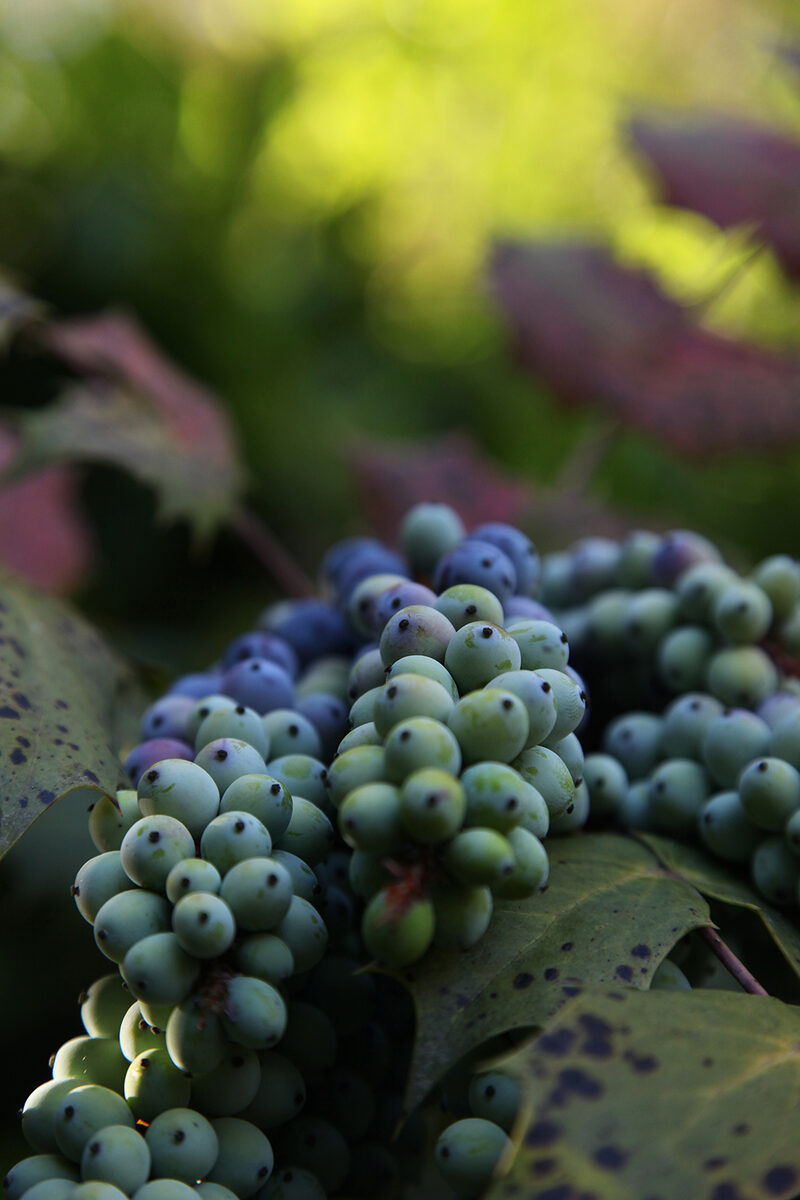 Grüne und blaue Beeren dicht an dicht