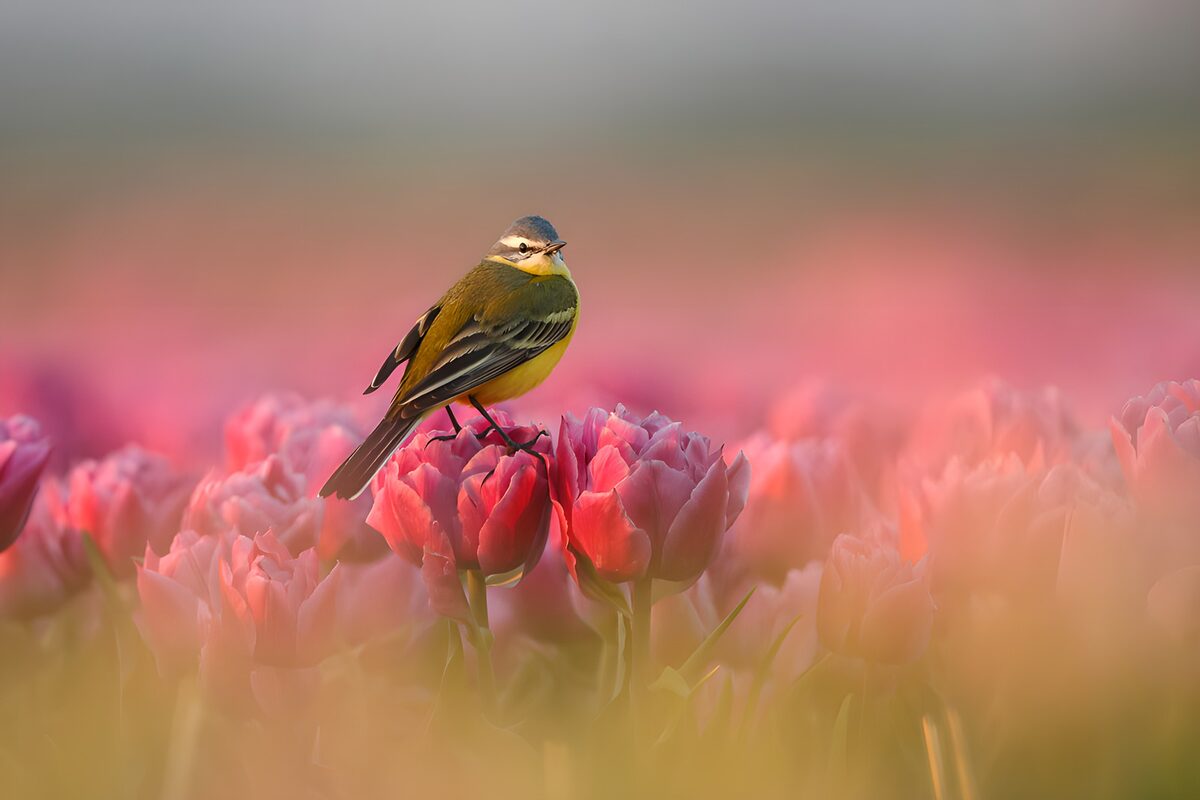 Schafstelze auf rosa Tulpe im Frühlingslicht