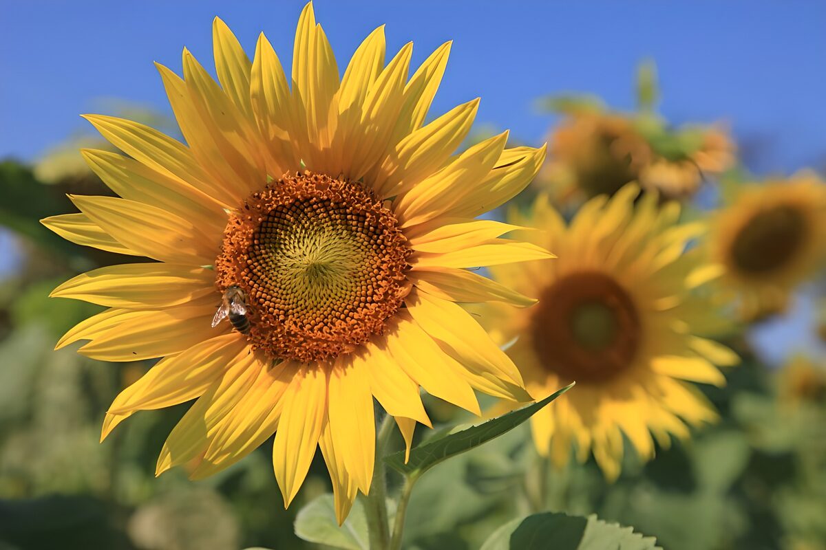 Sonnenblume mit Biene im Sonnenlicht