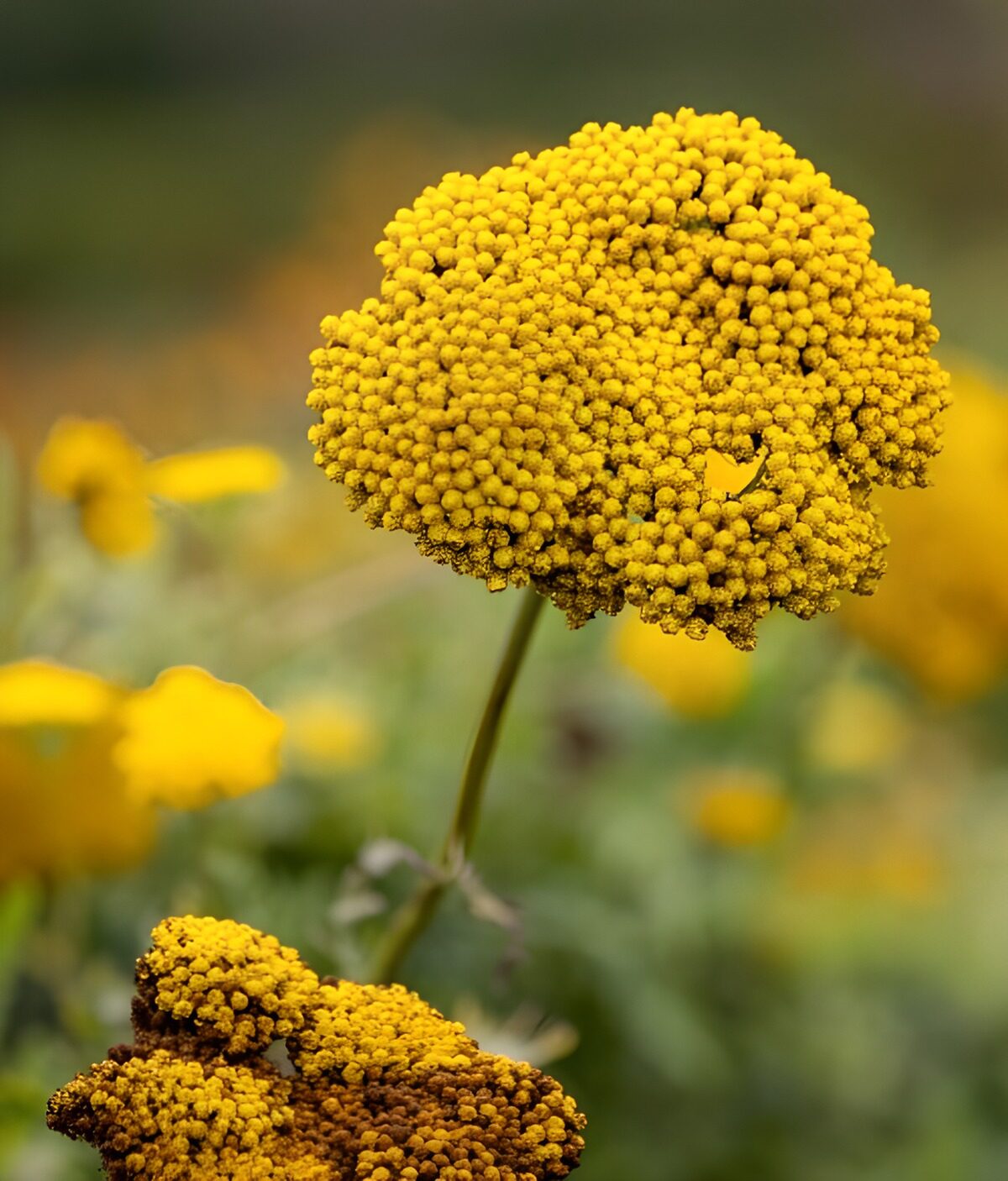 Gelbe Blüten dicht an dicht
