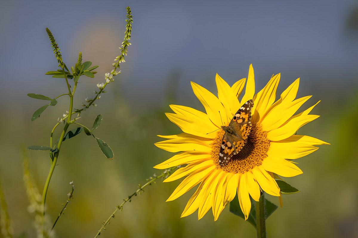 Schmetterling auf Sonnenblume im Sonnenlicht