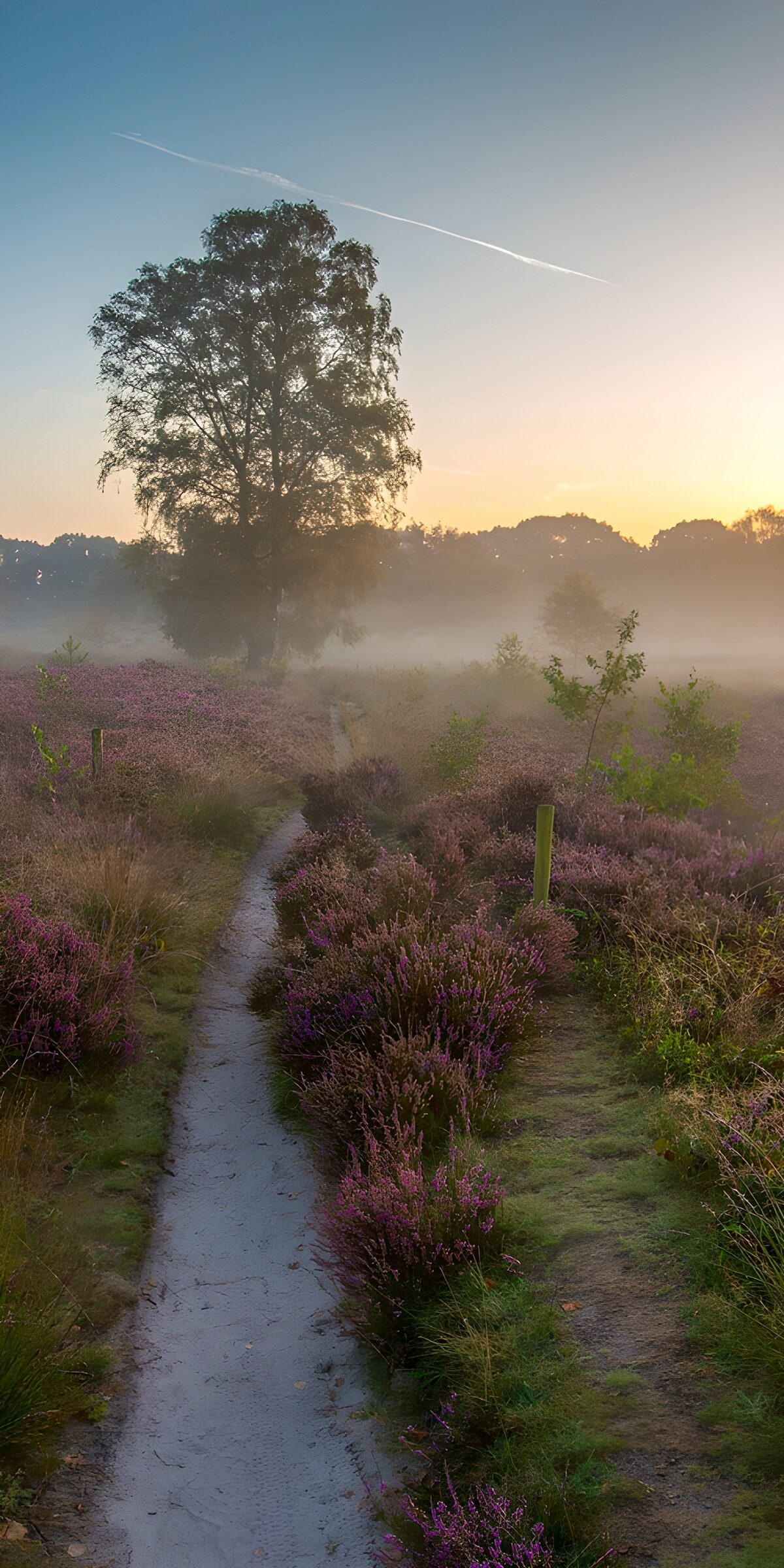 Sandweg durch die Heide im Morgennebel