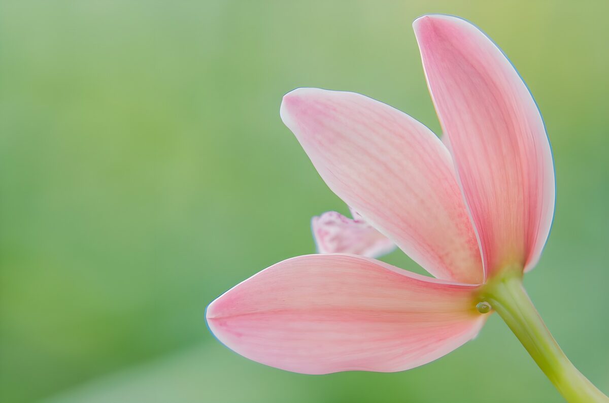 Zartrosa Blüte vor weichem Grün