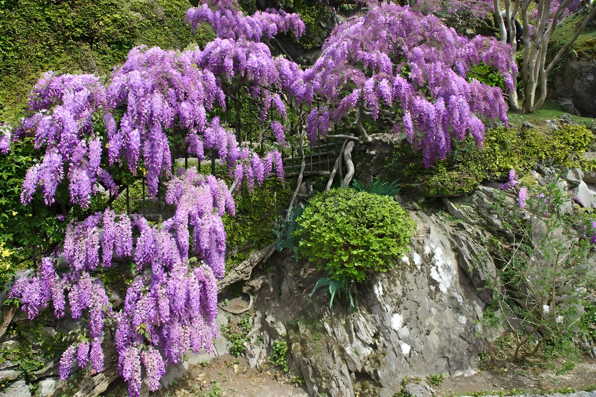 Blauregen über grauen Gartenfelsen