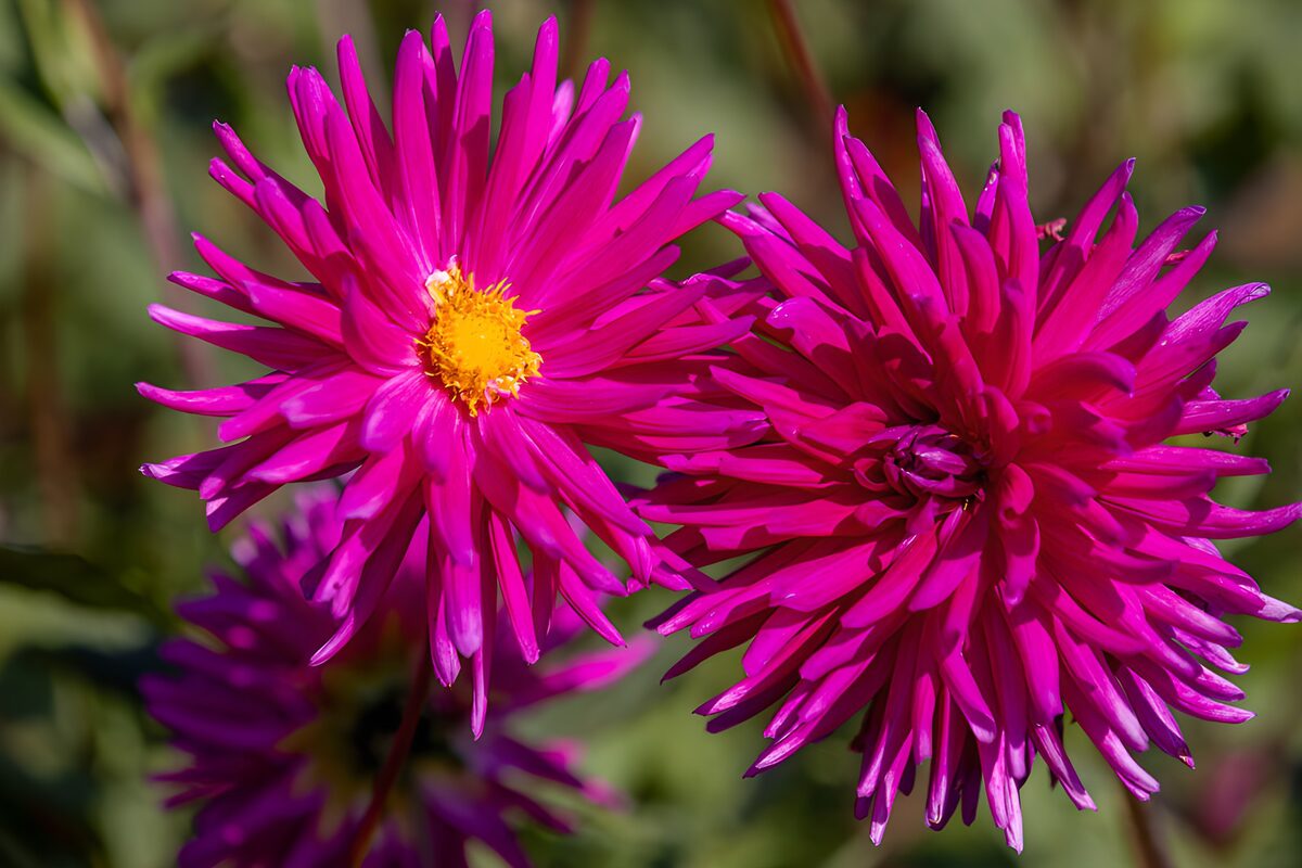Zwei magentafarbene Blüten im Sonnenlicht