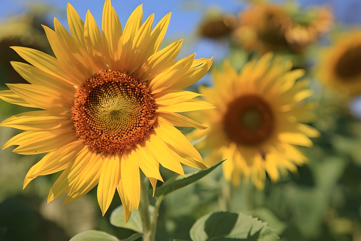 Sonnenblume ganz groß