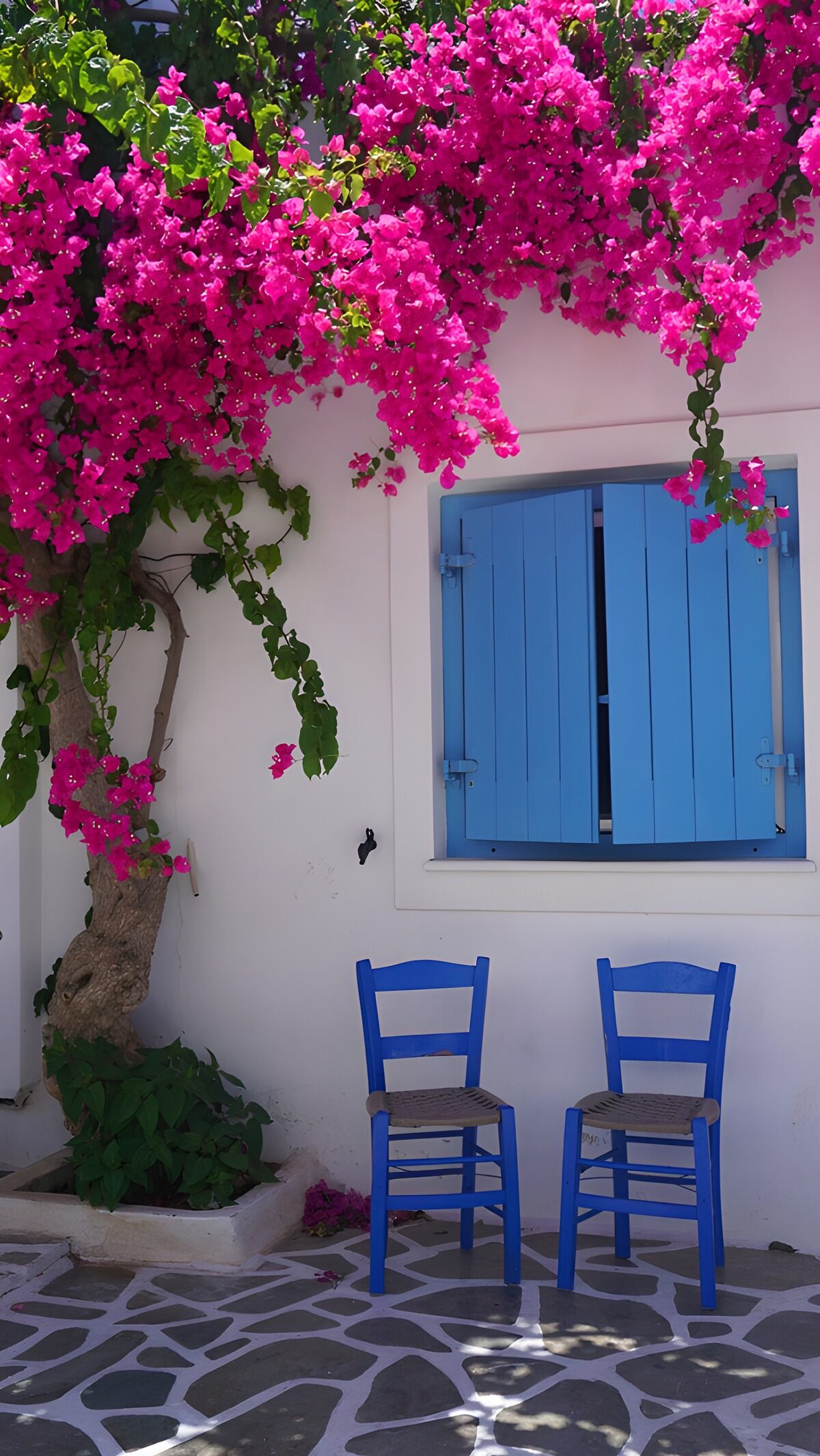 Bougainvillea über zwei blauen Stühlen