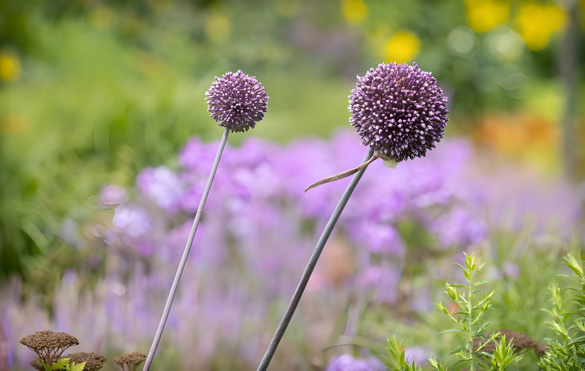 Zwei violette Zierlauchblüten im Sonnenlicht
