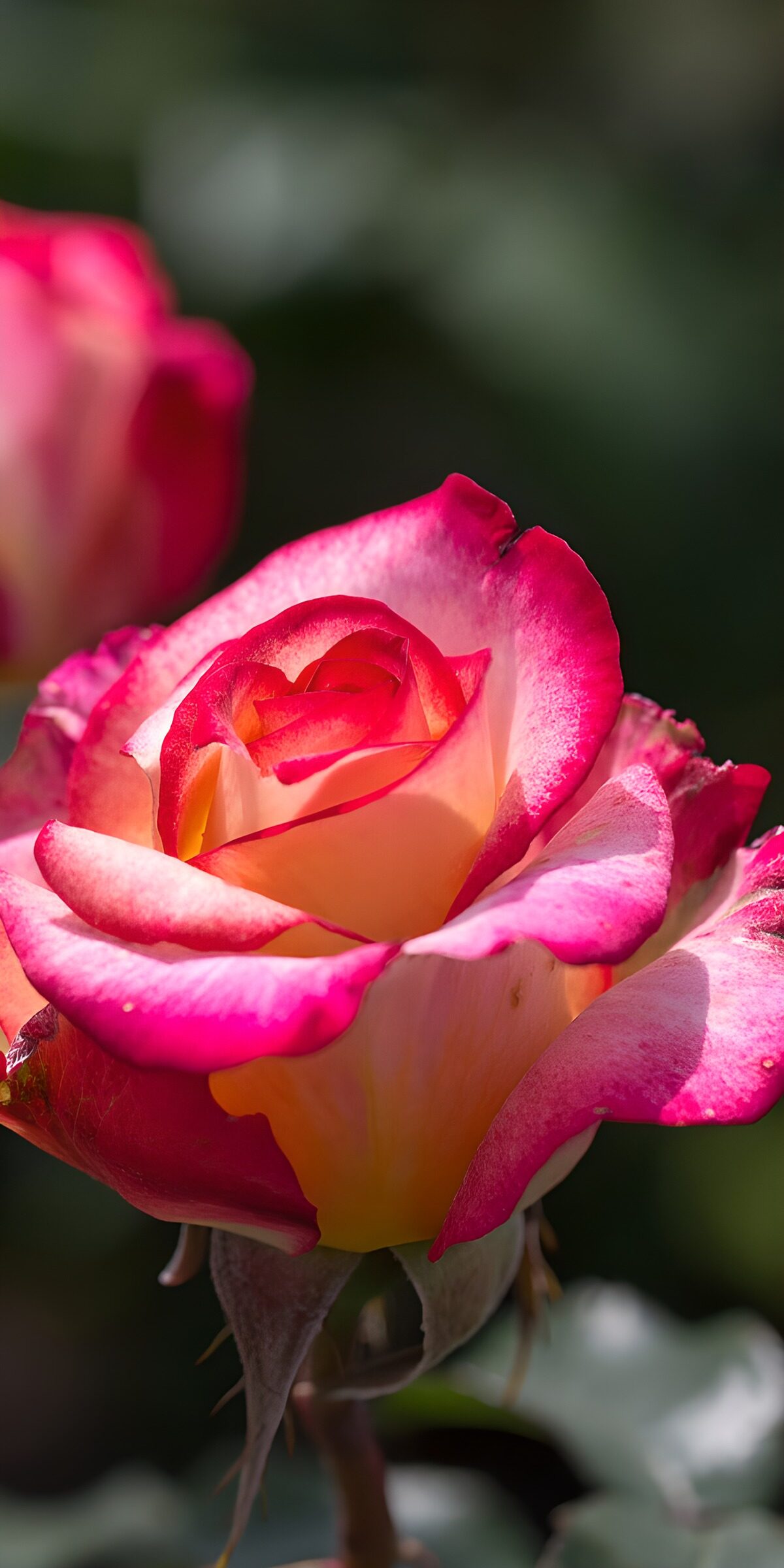 Gelb-rosa Rose in Nahaufnahme