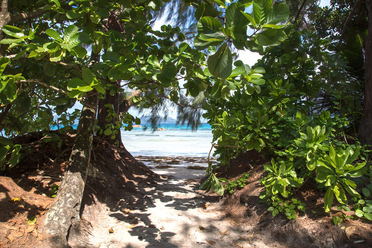 Sandweg durch sattes Grün zum Strand