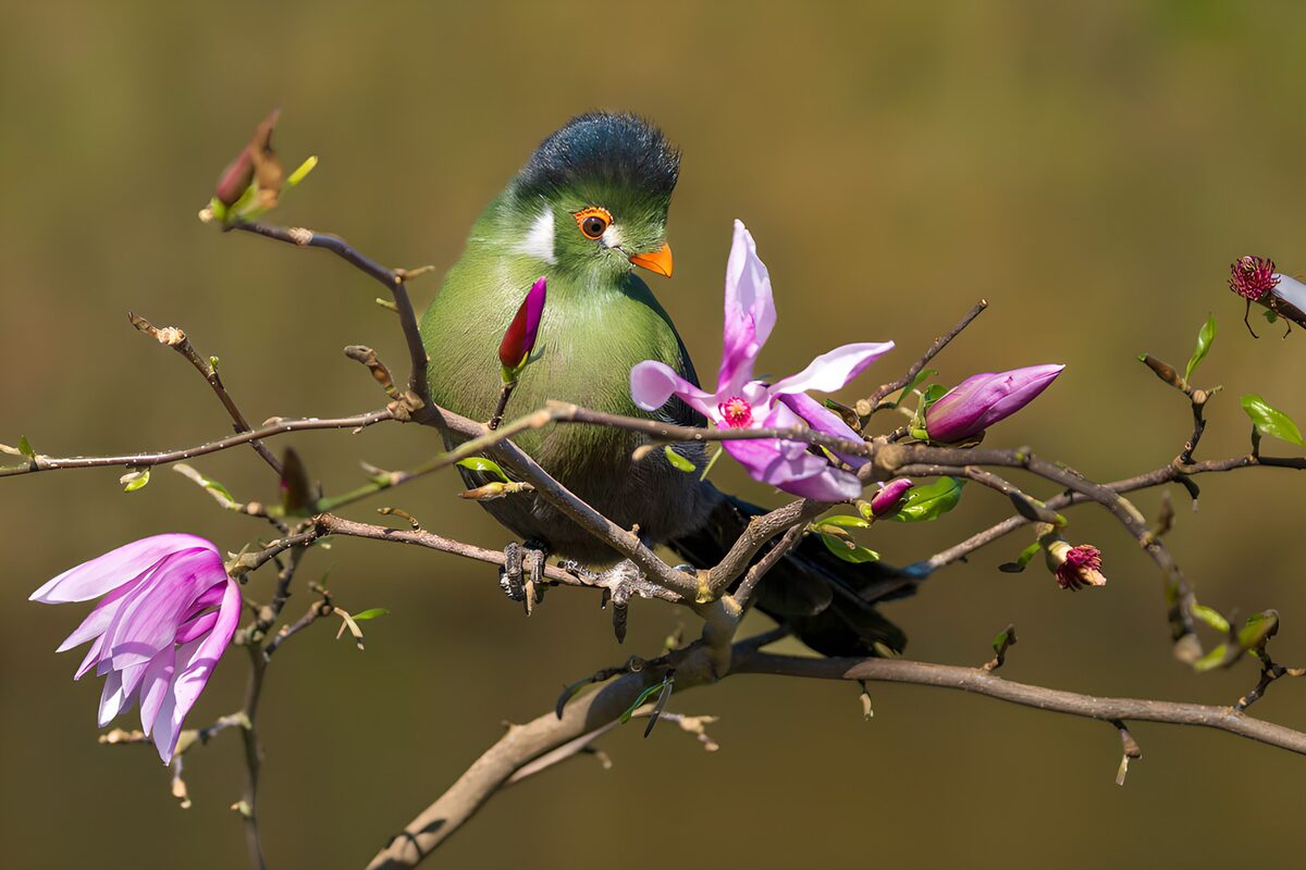 Grüner Vogel zwischen Blüten im Sonnenlicht