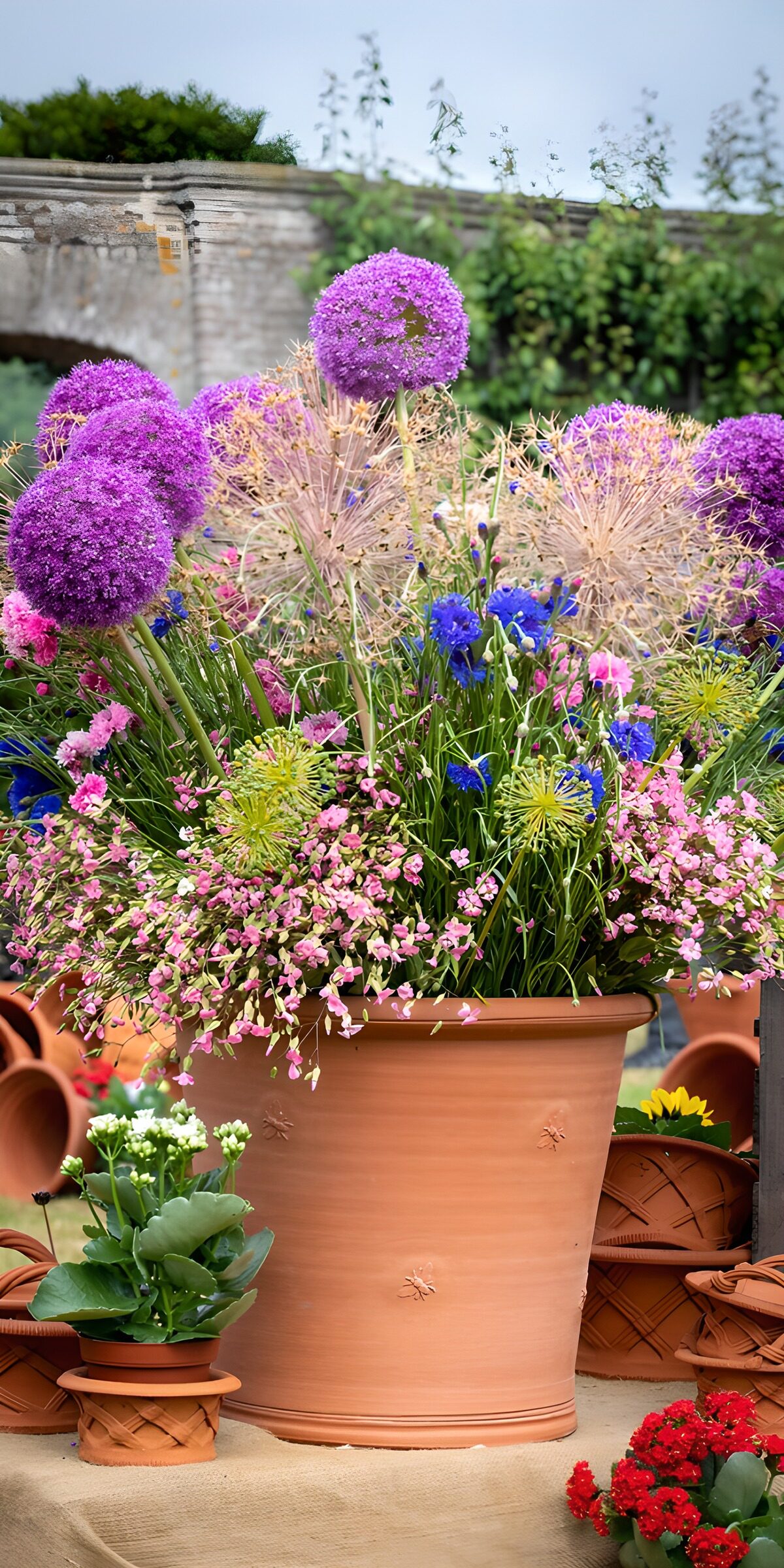 Zierlauch und Blüten im Terrakottatopf