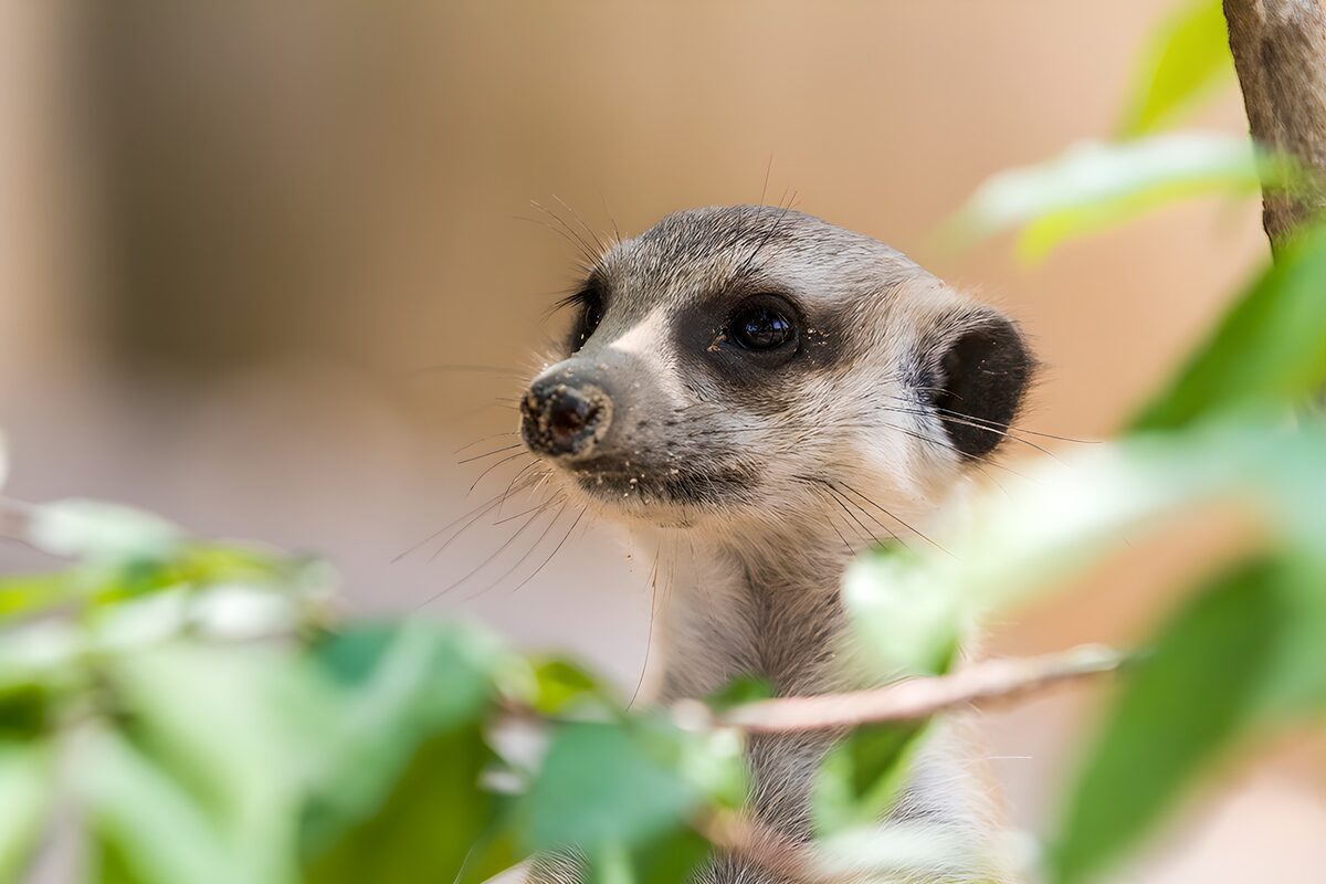 Erdmännchen mit neugierigem Blick