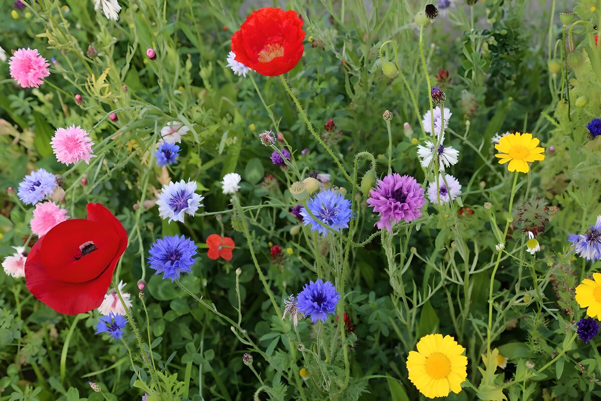 Roter Mohn im bunten Sommerflor