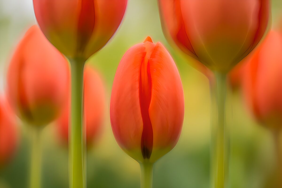 Orangerote Tulpen im sanften Licht