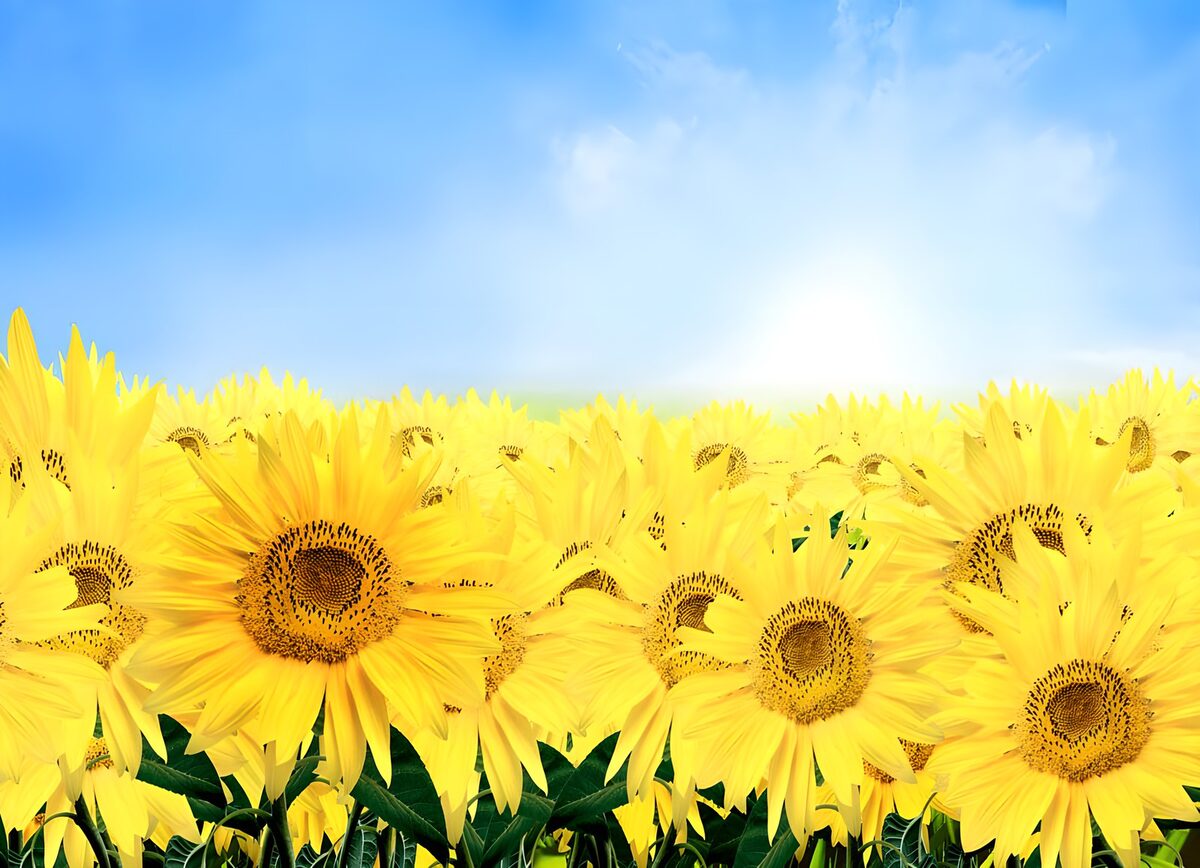 Sonnenblumenfeld im Sommerlicht