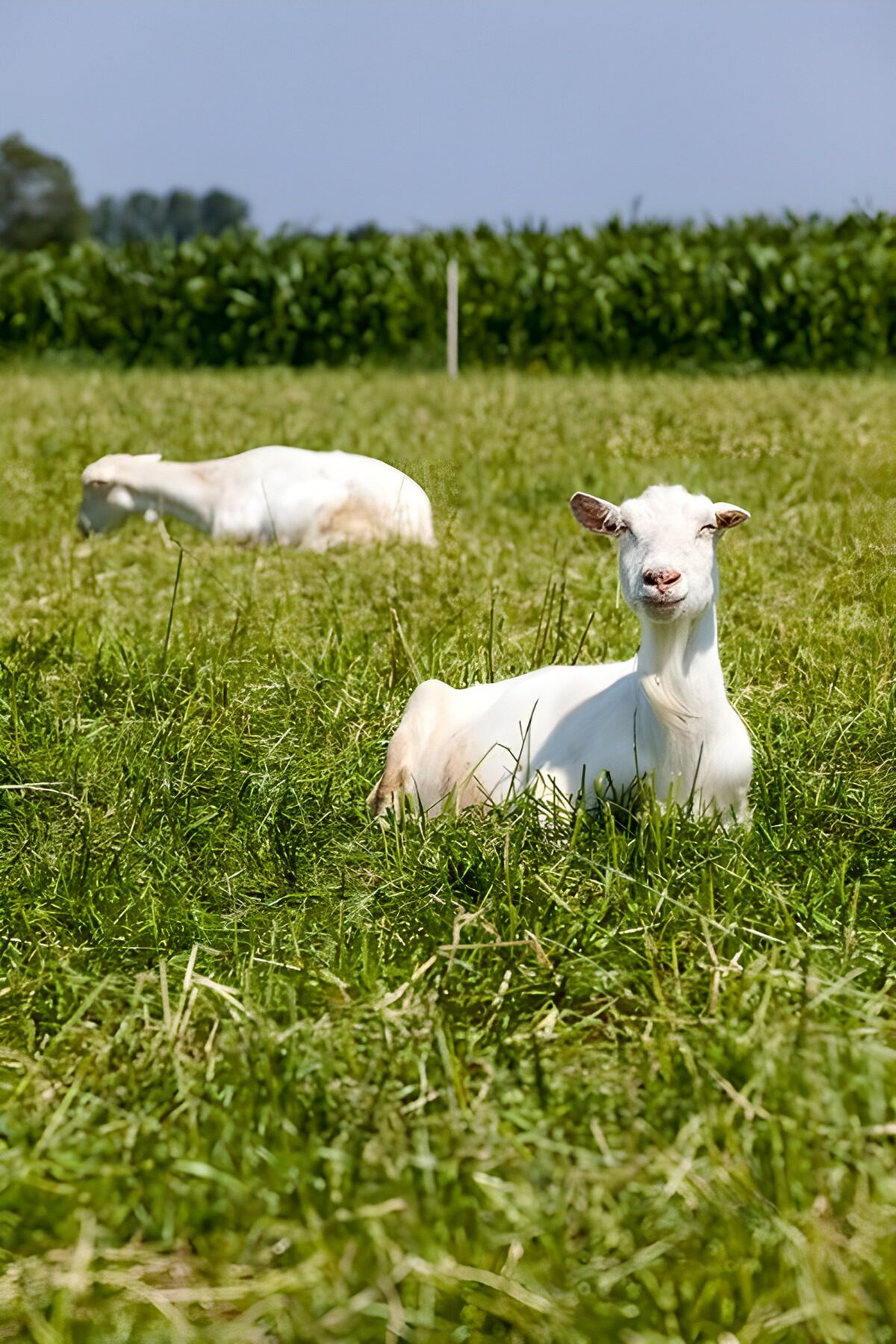 Zwei weiße Ziegen ruhen im Gras