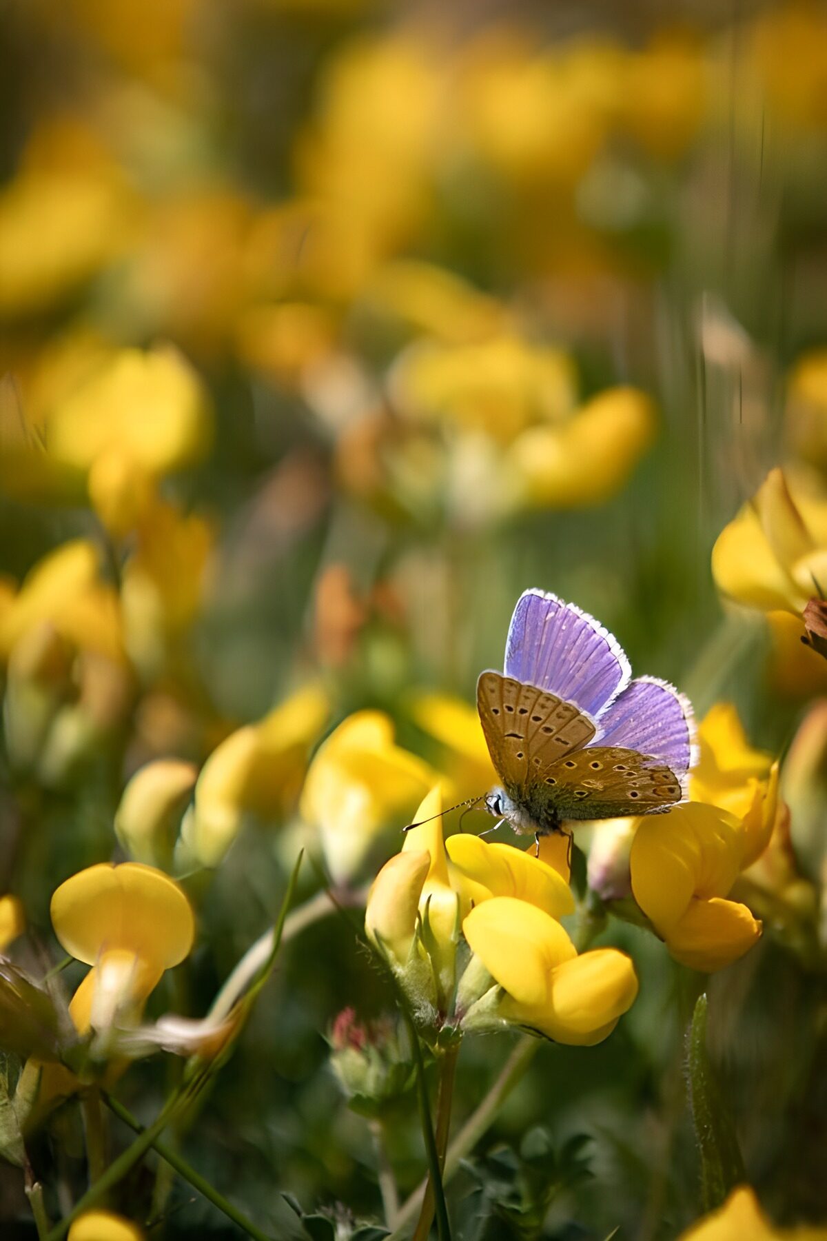 Blauer Schmetterling auf gelben Blüten