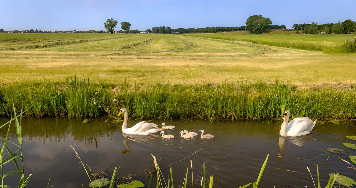 Schwanenfamilie auf stillem Wasser