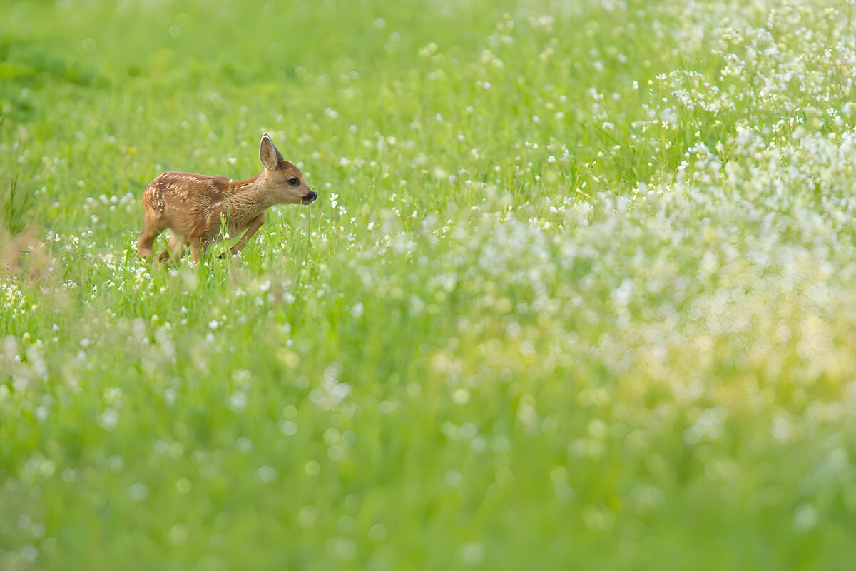 Waches Rehkitz in der Blumenwiese