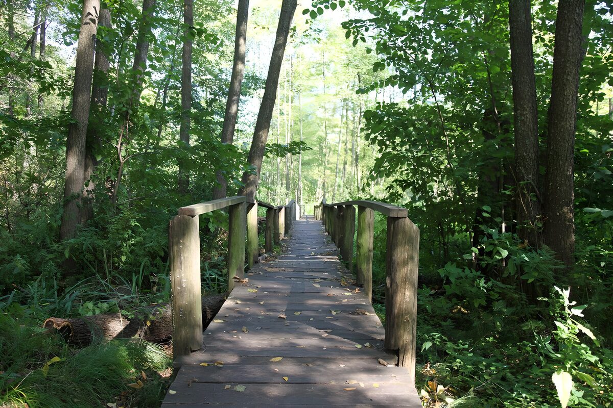 Holzbrücke im stillen Wald