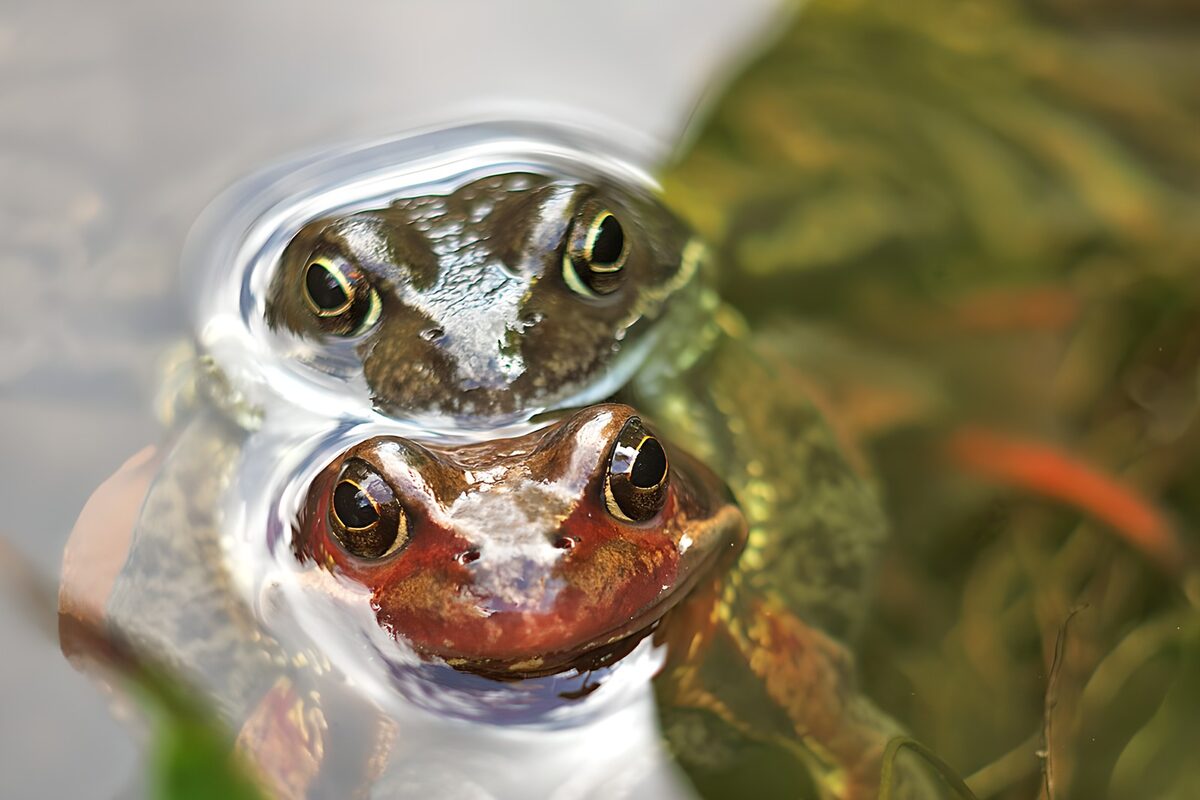 Zwei braune Frösche im Wasser