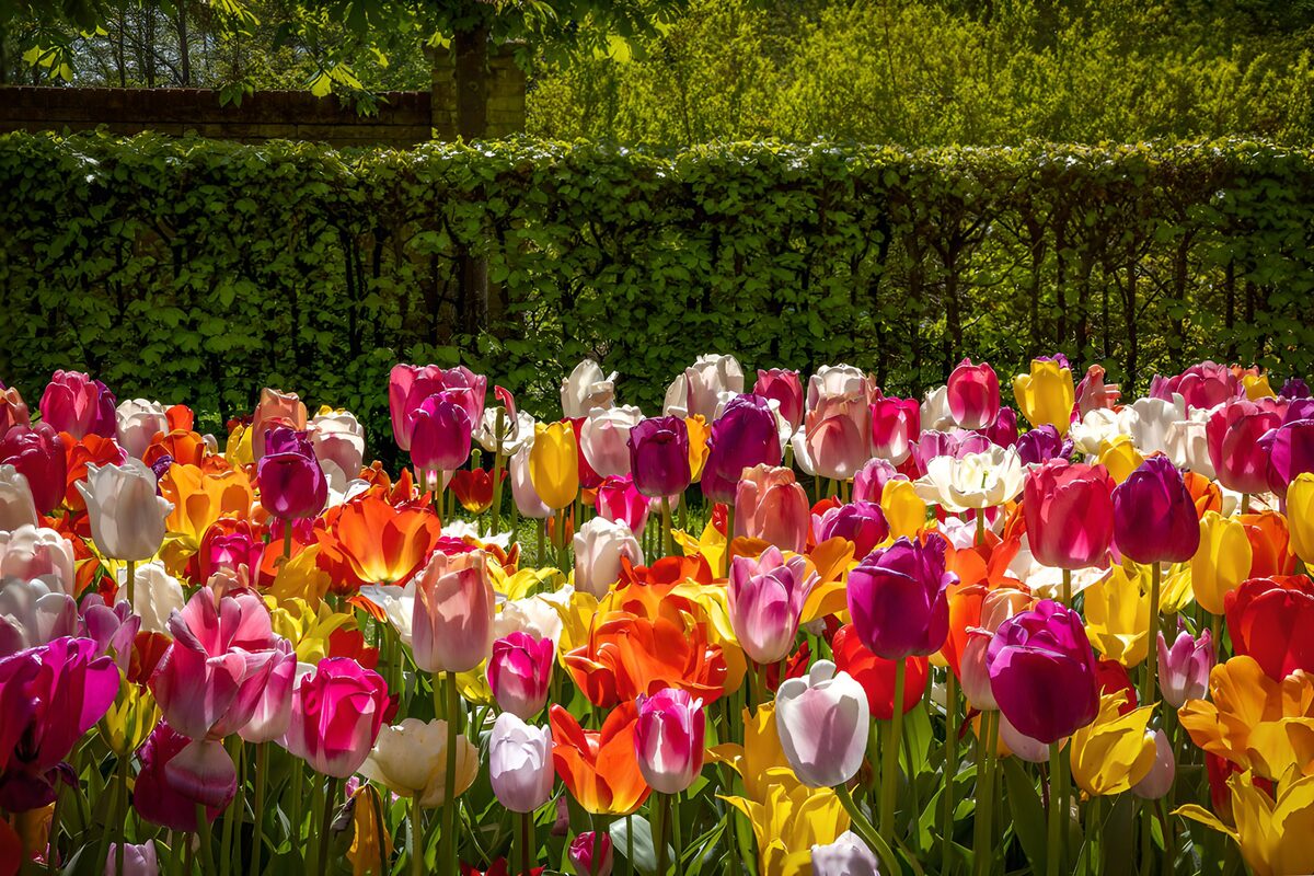 Buntes Tulpenbeet in der Frühlingssonne