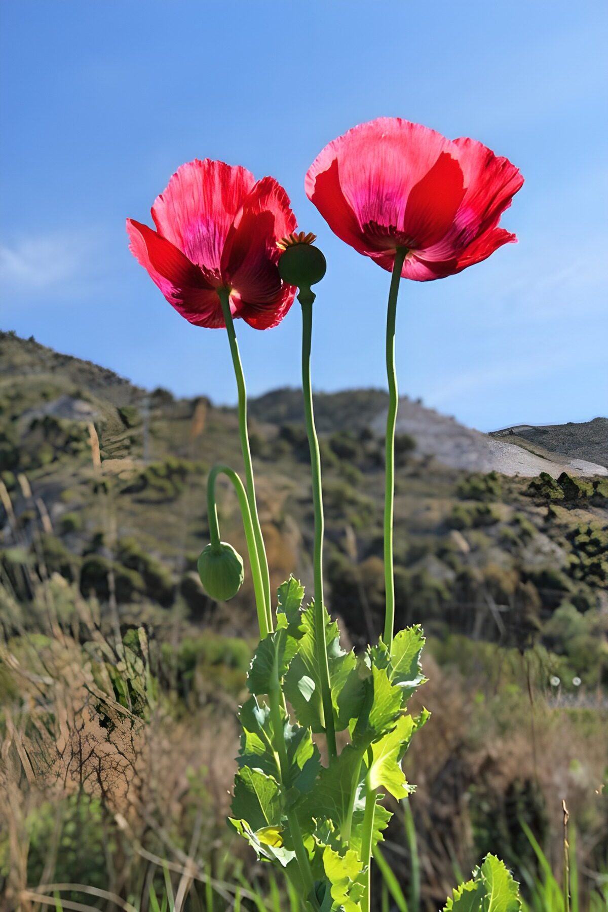 Zwei rote Mohnblüten im Sonnenlicht