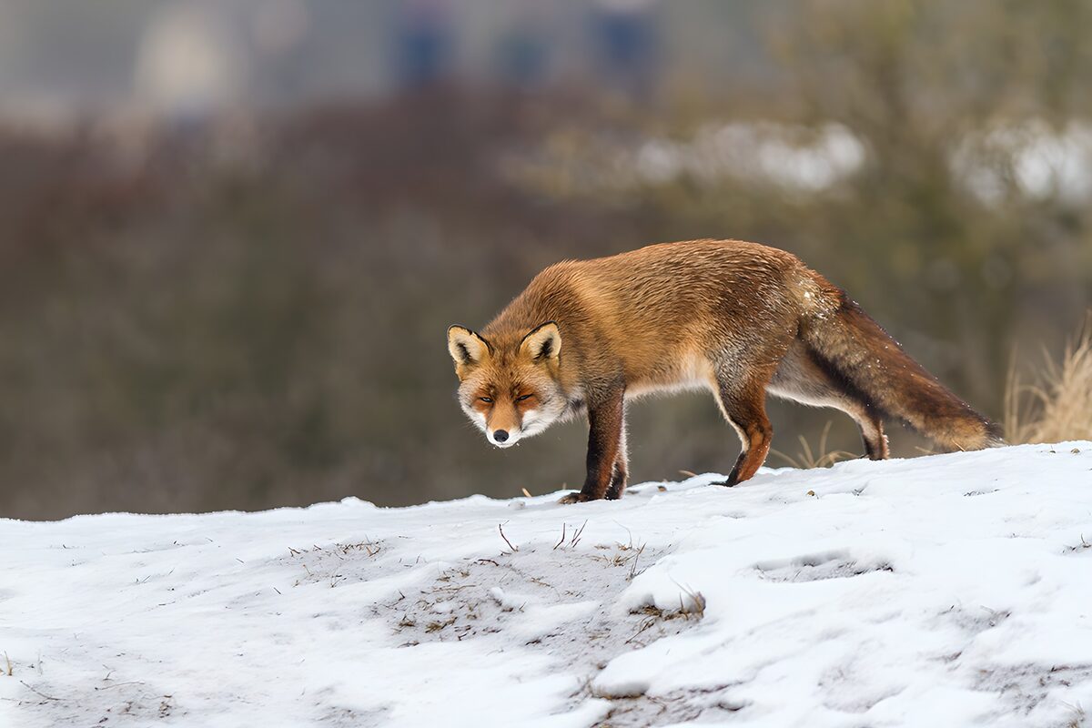 Rotfuchs am stillen, verschneiten Hang
