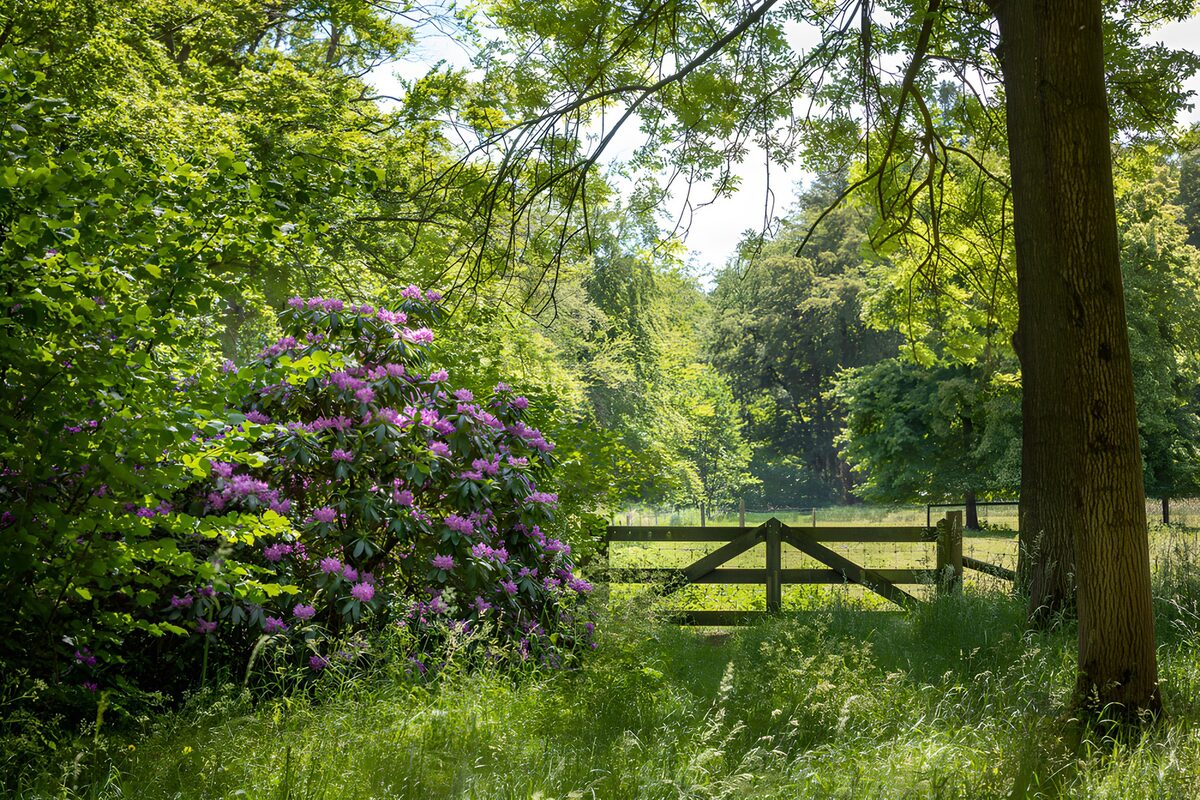 Rhododendron am Holztor zur sonnigen Wiese