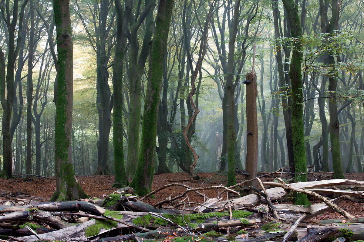 Moos und Totholz im nebligen Wald