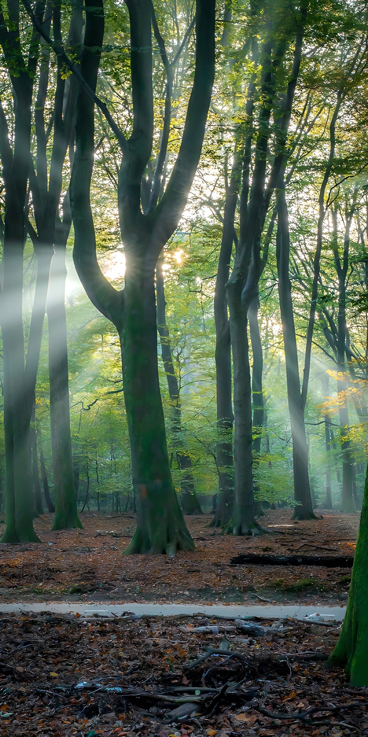 Buchenwald mit Sonnenstrahlen im Nebel
