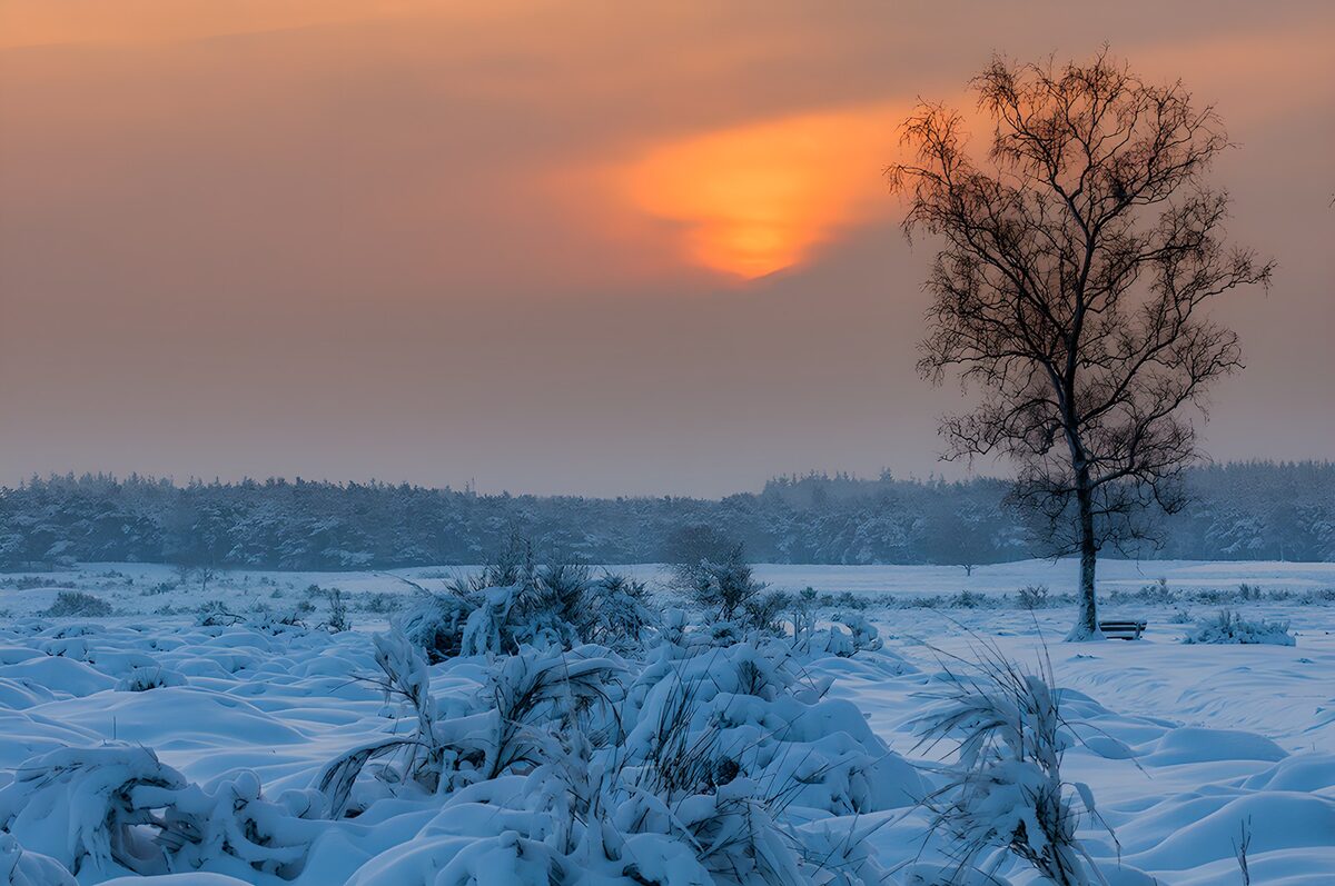 Kahler Baum und Bank im Winterschnee