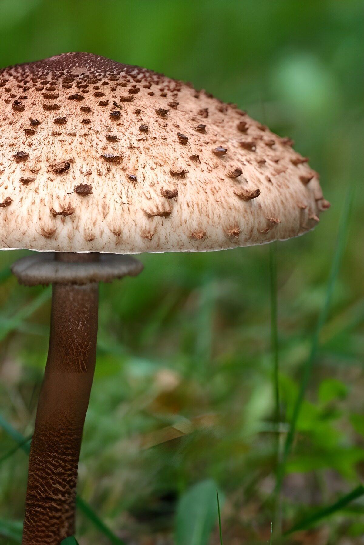 Pilz mit hellem Schuppenhut im Grünen