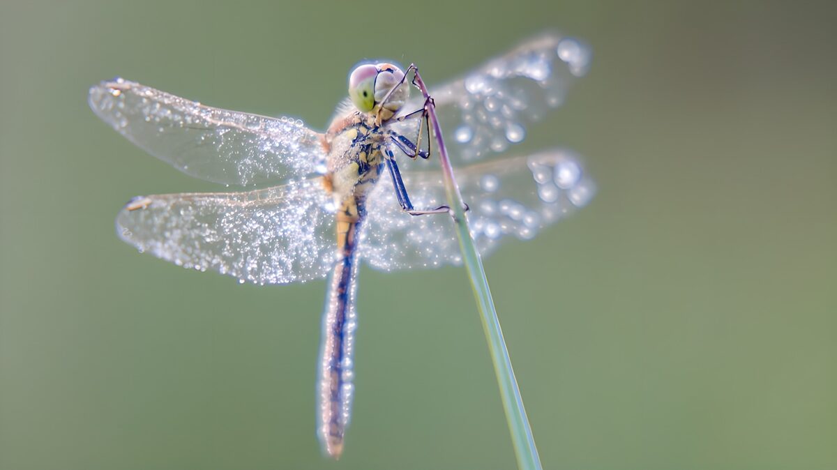 Libelle mit Wassertropfen am Grashalm