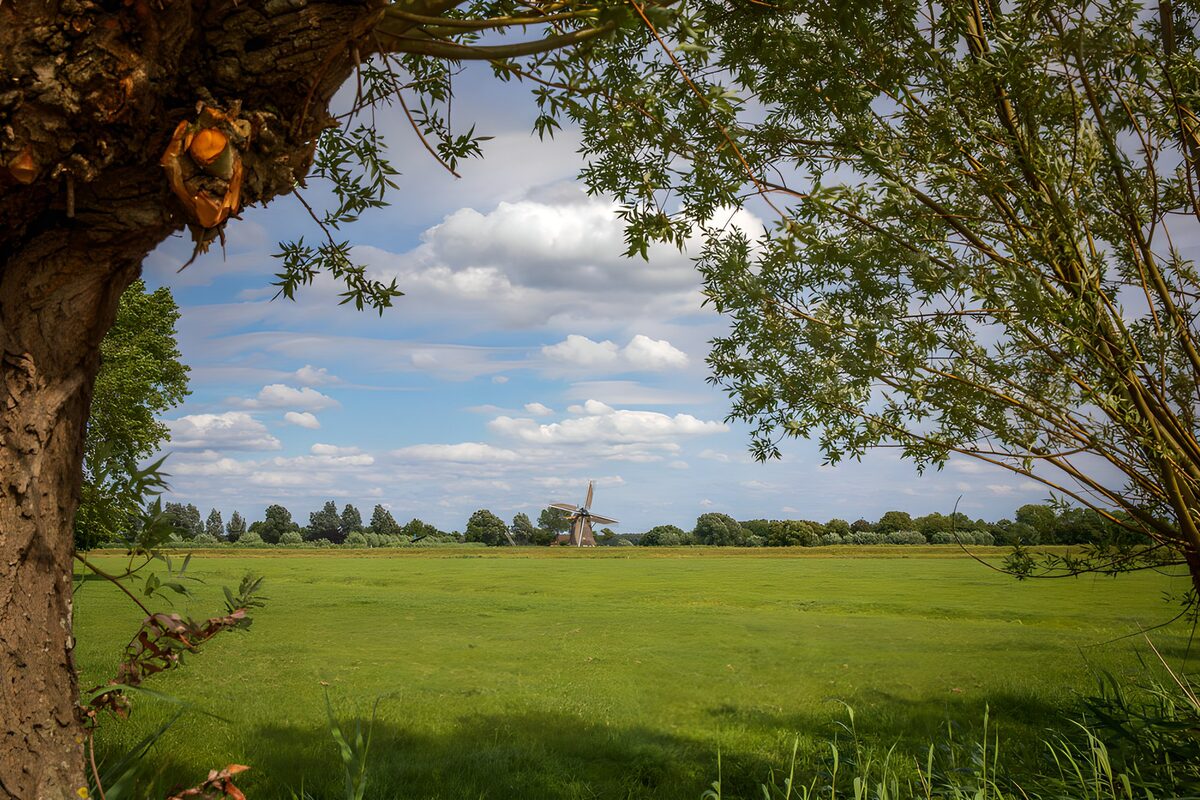 Grüne Wiese mit Windmühle im Hintergrund