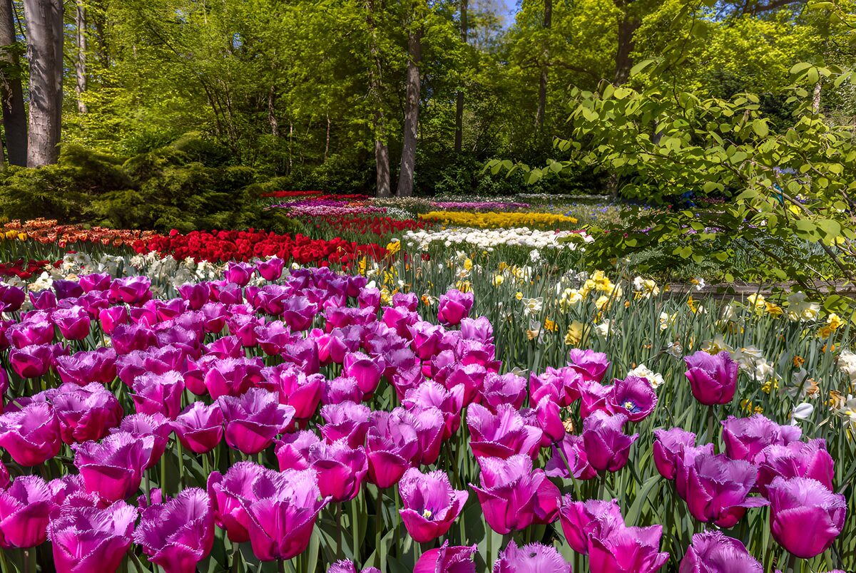 Tulpen und Narzissen im Frühlingslicht