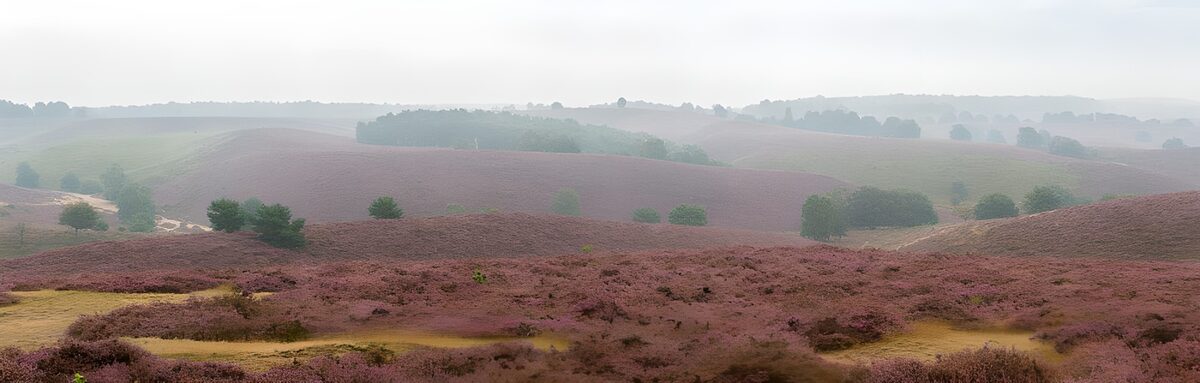Blühende Heide auf sanften Hügeln