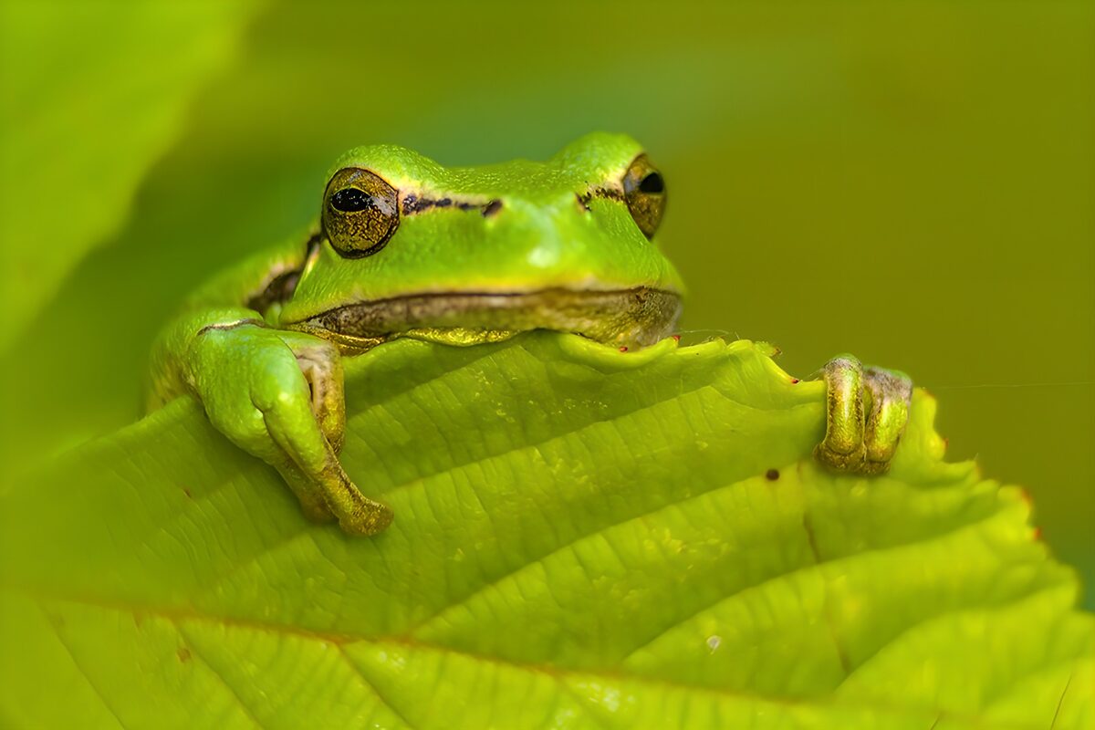 Grüner Frosch lugt über den Blattrand