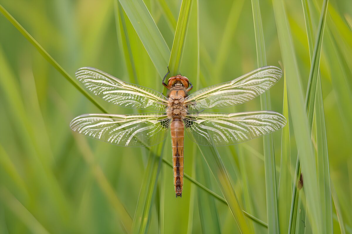 Braune Libelle im stillen Gras
