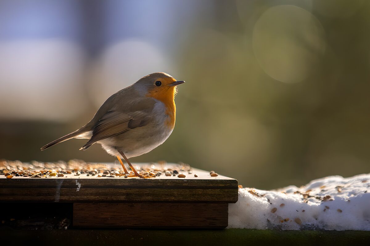 Rotkehlchen im goldenen Winterlicht