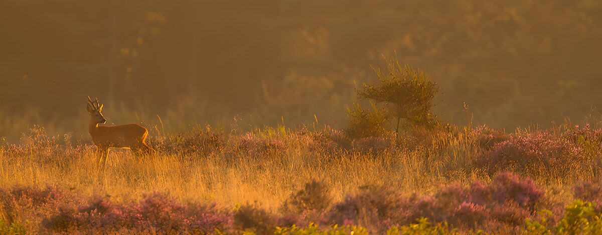 Rehbock in der Heide im goldenen Licht