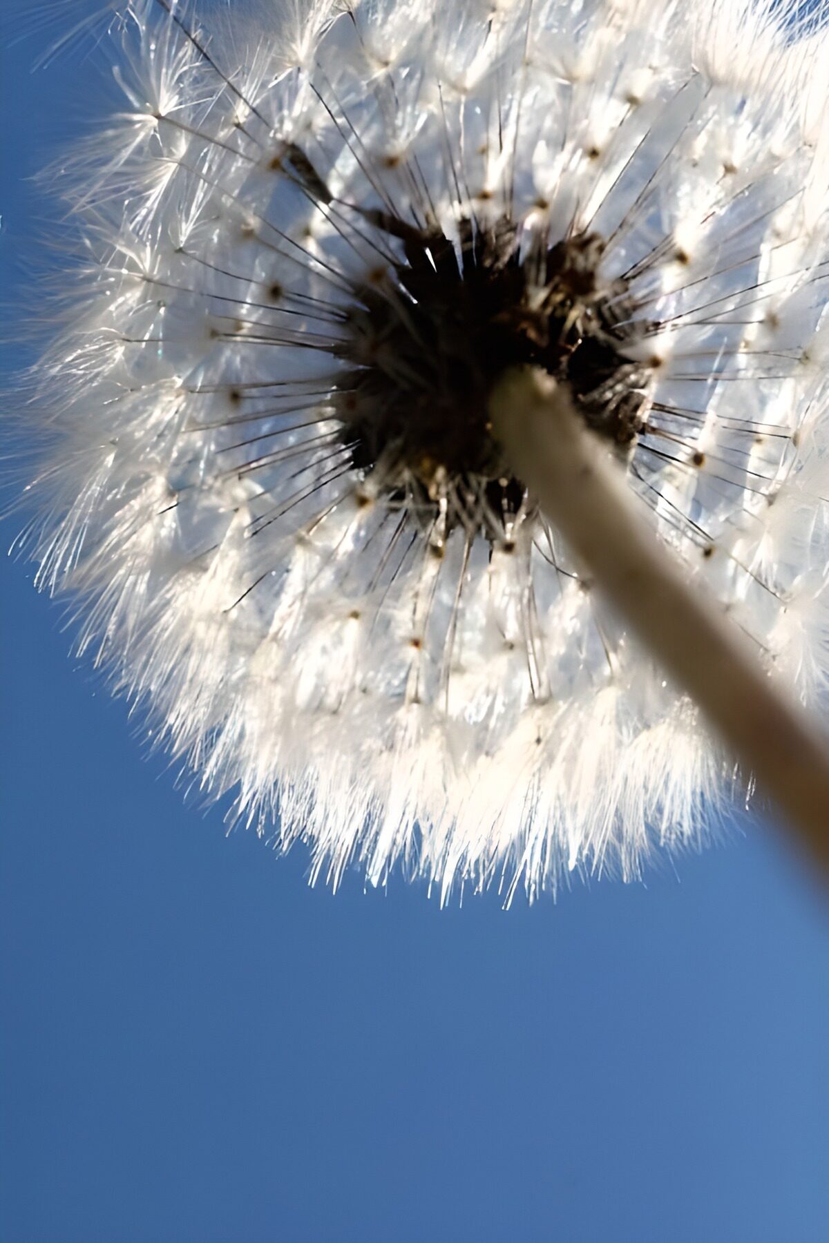 Pusteblume von unten vor blauem Himmel