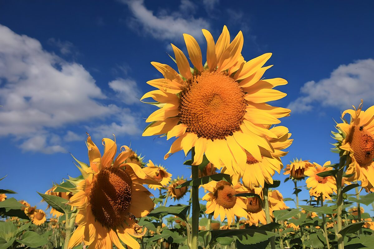 Sonnenblumen vor sommerblauem Himmel