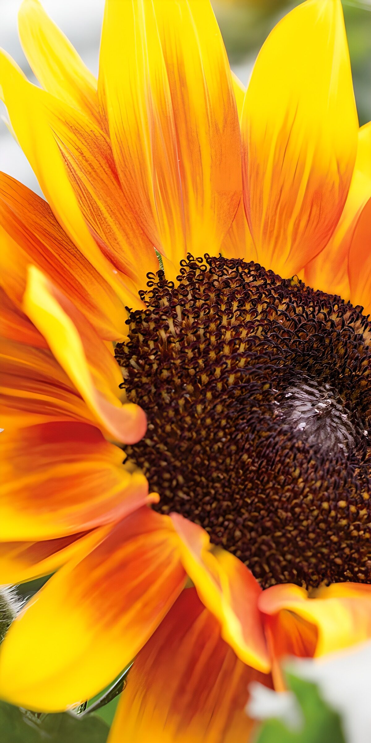 Gelb-orange Sonnenblume ganz nah