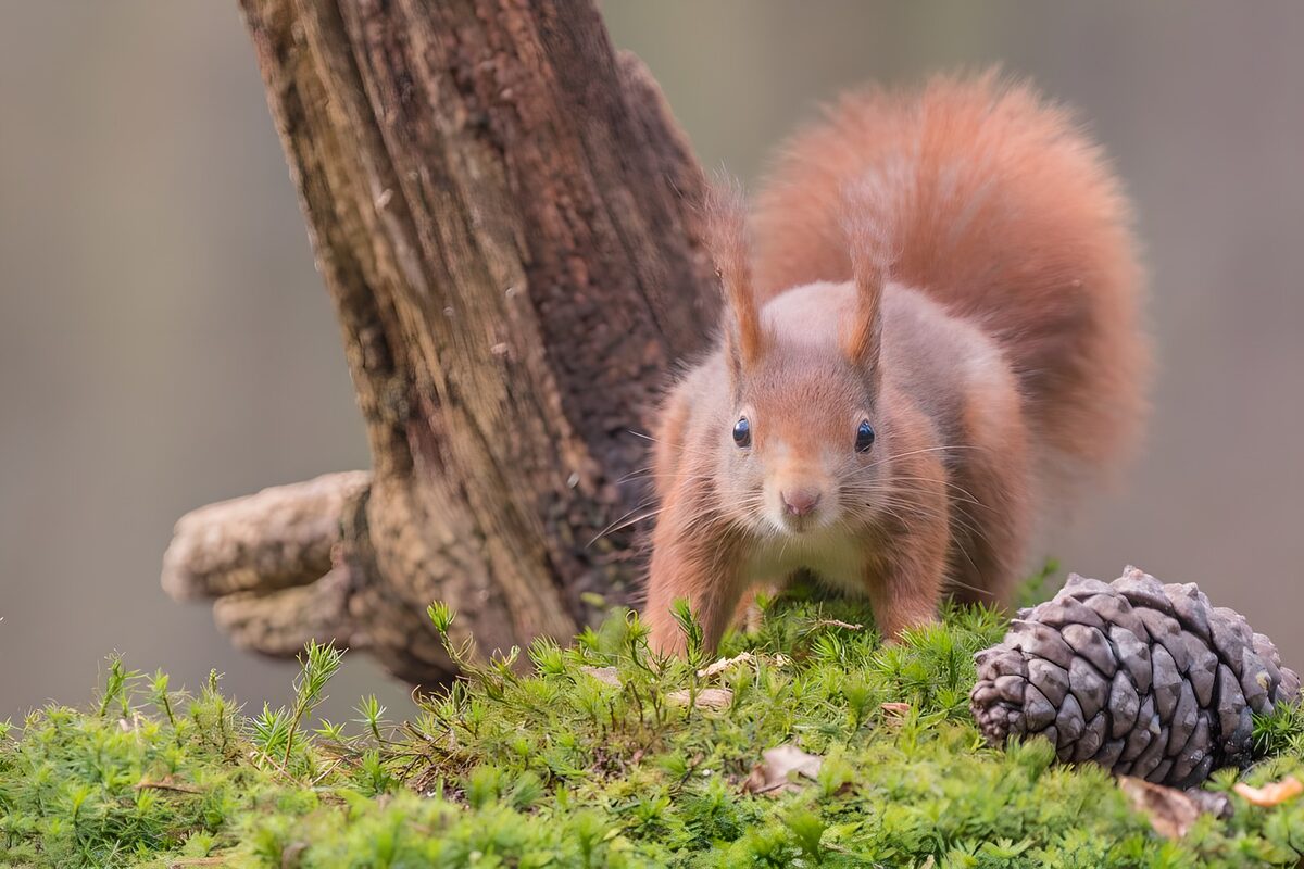 Eichhörnchen zwischen Moos und Stille