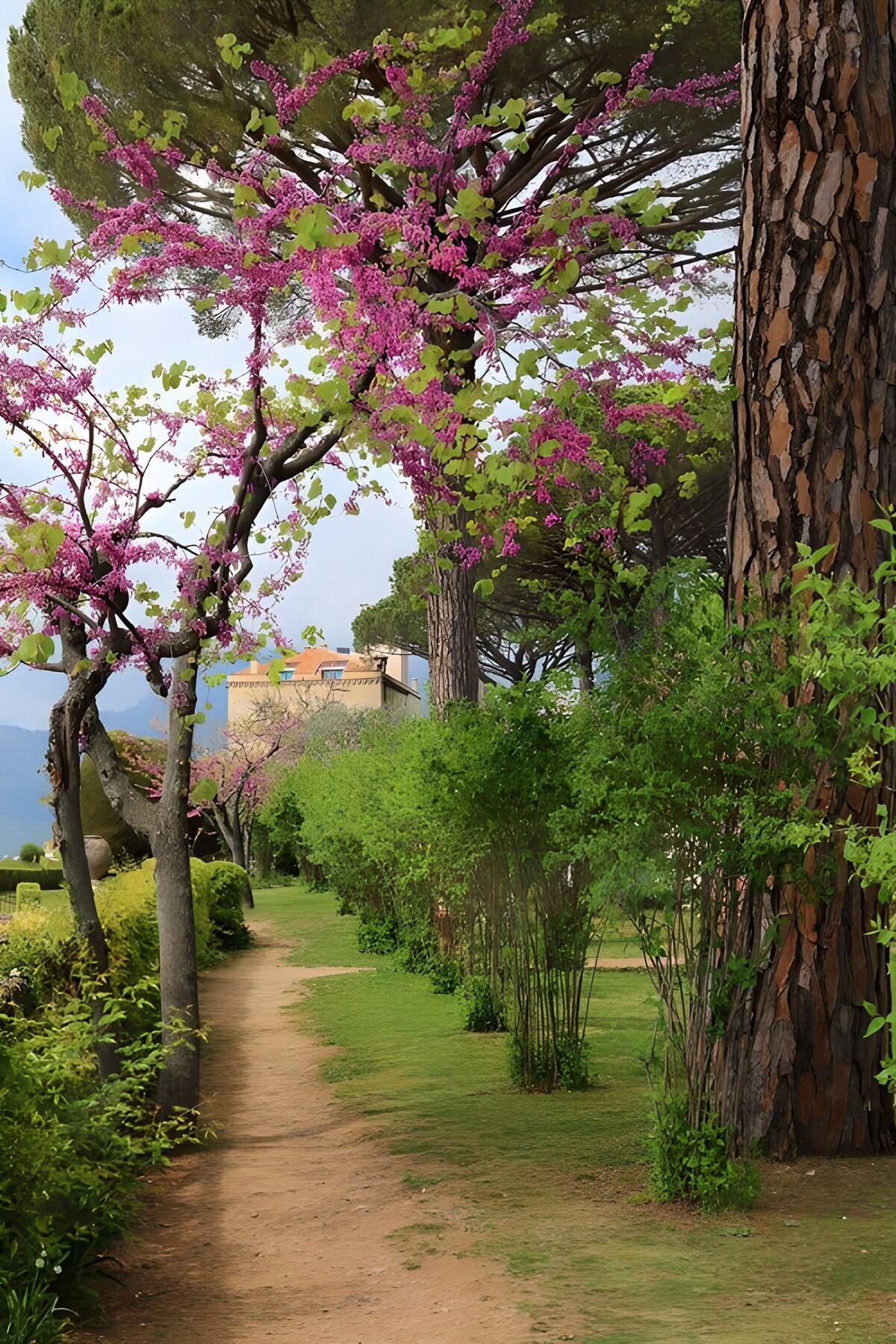 Gartenweg unter Kiefern und rosa Blüten
